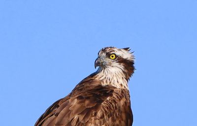 Visarend - Osprey
