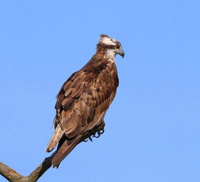 Visarend - Osprey