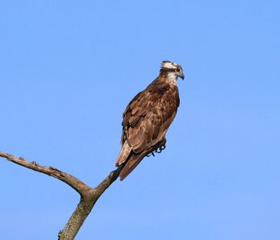Visarend - Osprey