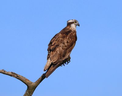 Visarend - Osprey