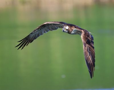 Visarend - Osprey