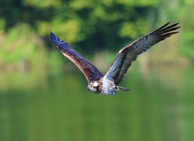 Visarend - Osprey
