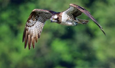 Visarend - Osprey