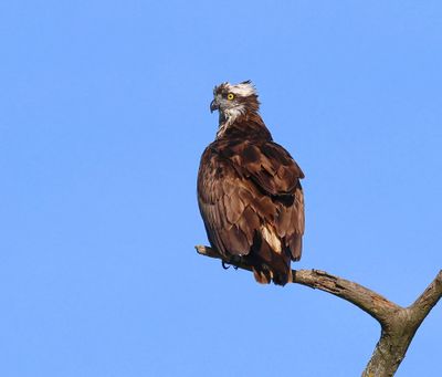 Visarend - Osprey