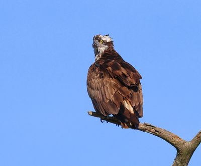 Visarend - Osprey