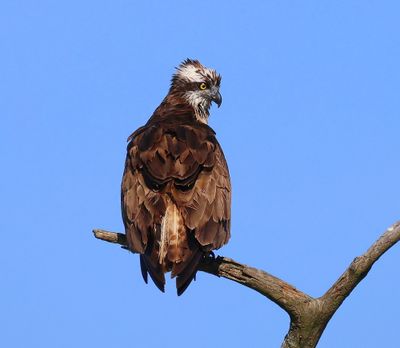 Visarend - Osprey