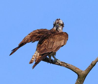 Visarend - Osprey