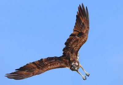 Visarend - Osprey