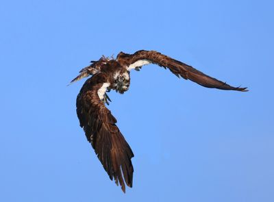 Visarend - Osprey