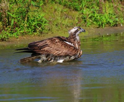 Visarend - Osprey