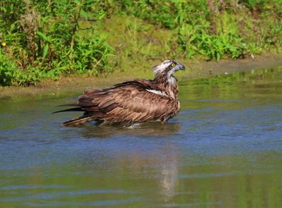 Visarend - Osprey