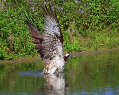 Visarend - Osprey