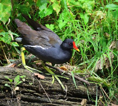 Waterhoen - Common Moorhen