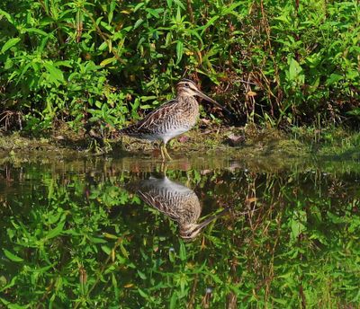Watersnip - Common Snipe