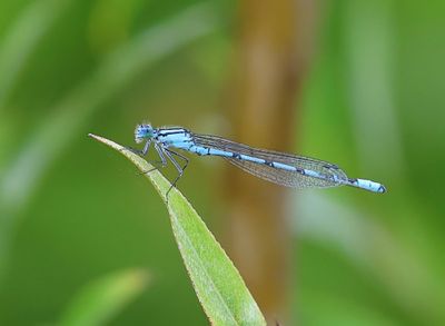 Watersnuffel - Common Bluet