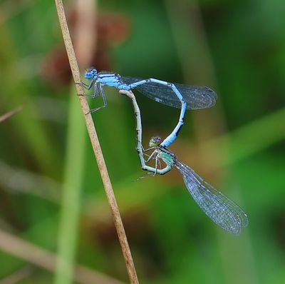 Watersnuffel - Common Bluet