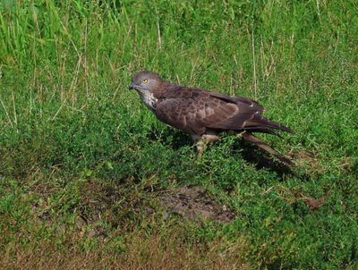Wespendief - European Honey Buzzard