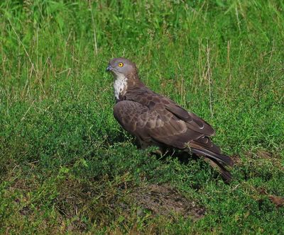 Wespendief - European Honey Buzzard
