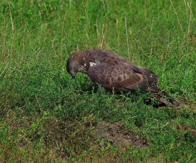 Wespendief - European Honey Buzzard