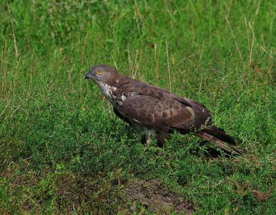 Wespendief - European Honey Buzzard