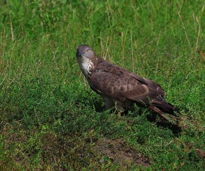 Wespendief - European Honey Buzzard