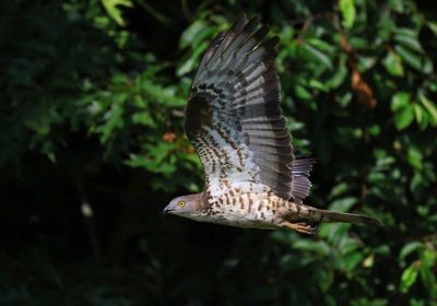 Wespendief - Eurpean Honey Buzzard