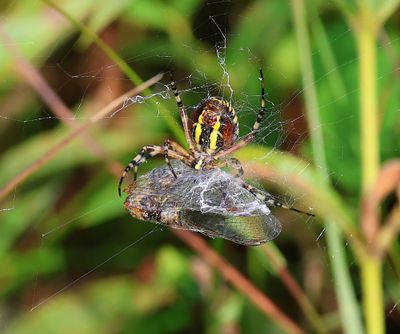 Wespspin - Wasp Spider