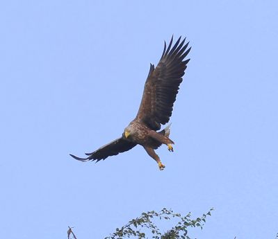 Zeearend - White-tailed Eagle