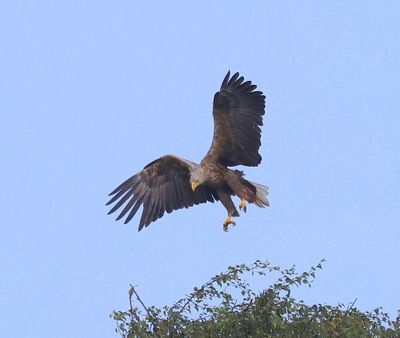Zeearend - White-tailed Eagle