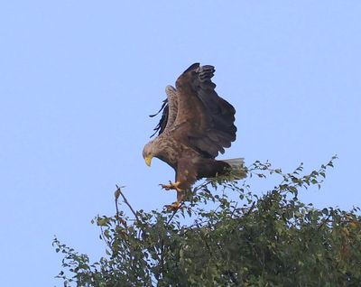 Zeearend - White-tailed Eagle