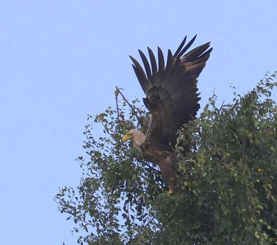 Zeearend - White-tailed Eagle