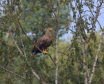 Zeearend - White-tailed Eagle