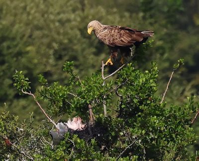Zeearend - White-tailed Eagle