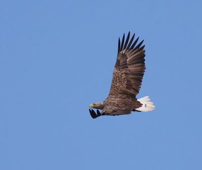 Zeearend - White-tailed Eagle