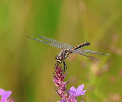 Zwarte Heidelibel - Black Darter