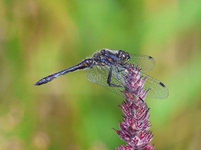 Zwarte Heidelibel - Black Darter