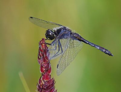 Zwarte Heidelibel - Black Darter