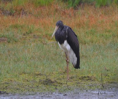 Zwarte Ooievaar - Black Stork