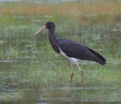 Zwarte Ooievaar - Black Stork