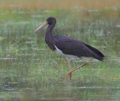 Zwarte Ooievaar - Black Stork