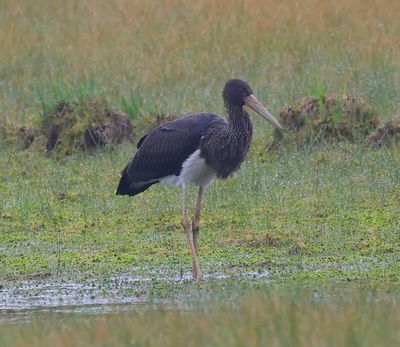 Zwarte Ooievaar - Black Stork