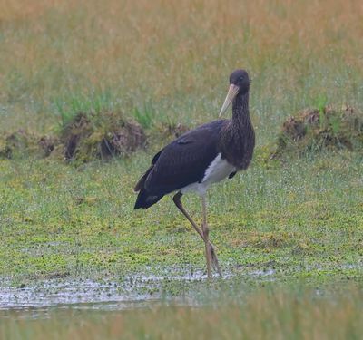 Zwarte Ooievaar - Black Stork