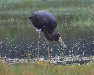 Zwarte Ooievaar - Black Stork