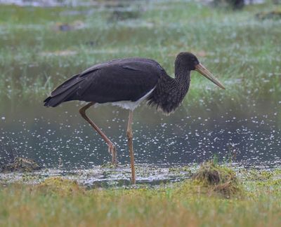 Zwarte Ooievaar - Black Stork