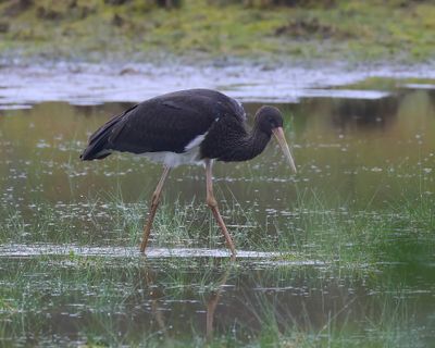 Zwarte Ooievaar - Black Stork