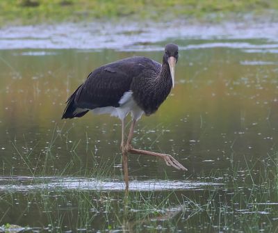 Zwarte Ooievaar - Black Stork