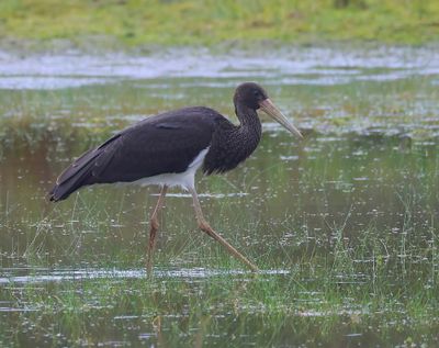 Zwarte Ooievaar - Black Stork