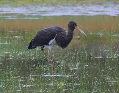 Zwarte Ooievaar - Black Stork