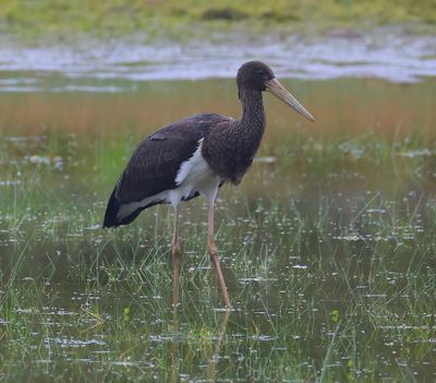 Zwarte Ooievaar - Black Stork