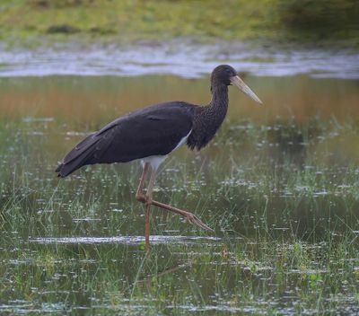 Zwarte Ooievaar - Black Stork